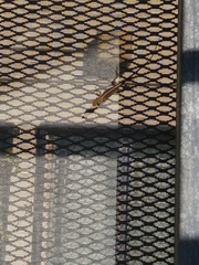 Anolis carolinensis