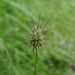Hedgehog Grass - Photo (c) Leon Perrie, some rights reserved (CC BY-NC-SA), uploaded by Leon Perrie