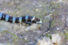 Laticauda laticaudata