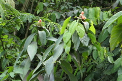Costus weberbaueri