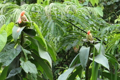 Costus weberbaueri