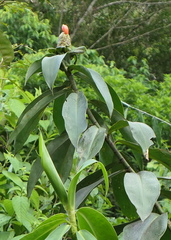 Costus weberbaueri