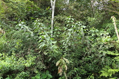 Costus weberbaueri