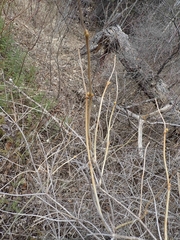 Viburnum opulus americanum