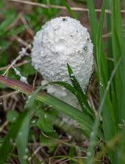 Saproamanita thiersii