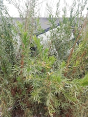 Baccharis salicifolia