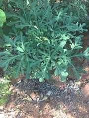 Cussonia transvaalensis