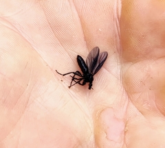 Bibioninae