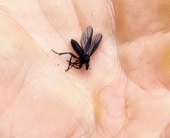 Bibioninae