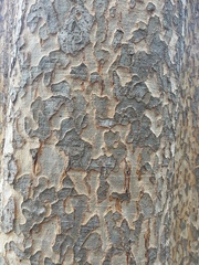 Ulmus parvifolia