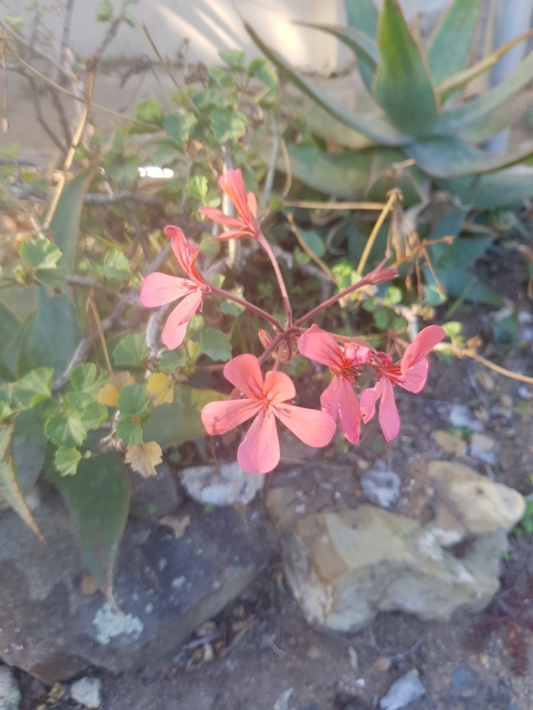 salmon pelargonium