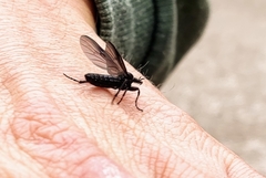 Bibioninae