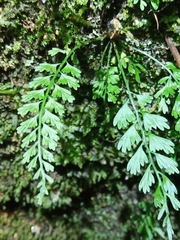 Asplenium gueinzianum