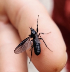 Bibioninae
