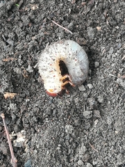 Oryctes nasicornis