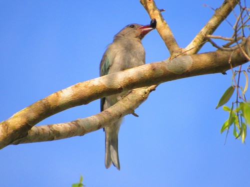 Thraupis sayaca