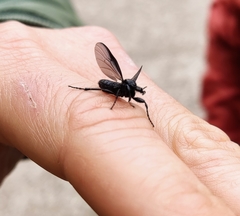 Bibioninae