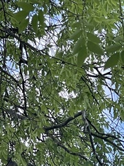 Ulmus parvifolia