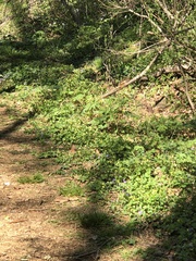 Pipilo erythrophthalmus