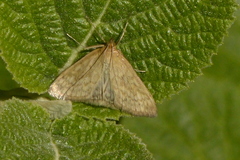 Sitochroa chortalis