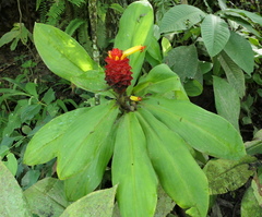 Costus productus