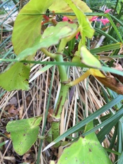 Begonia coccinea