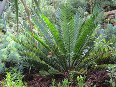 Encephalartos ferox