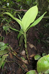 Costus productus