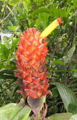 Costus productus