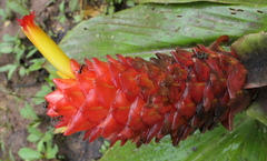 Costus productus