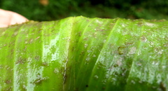 Costus productus