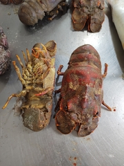 Scyllarides deceptor