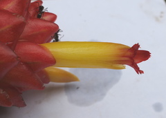 Costus productus