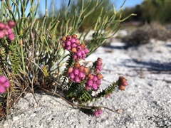 Erica clavisepala
