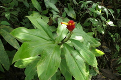 Costus productus