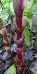 Costus productus