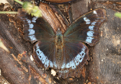 Kaniska canace canace