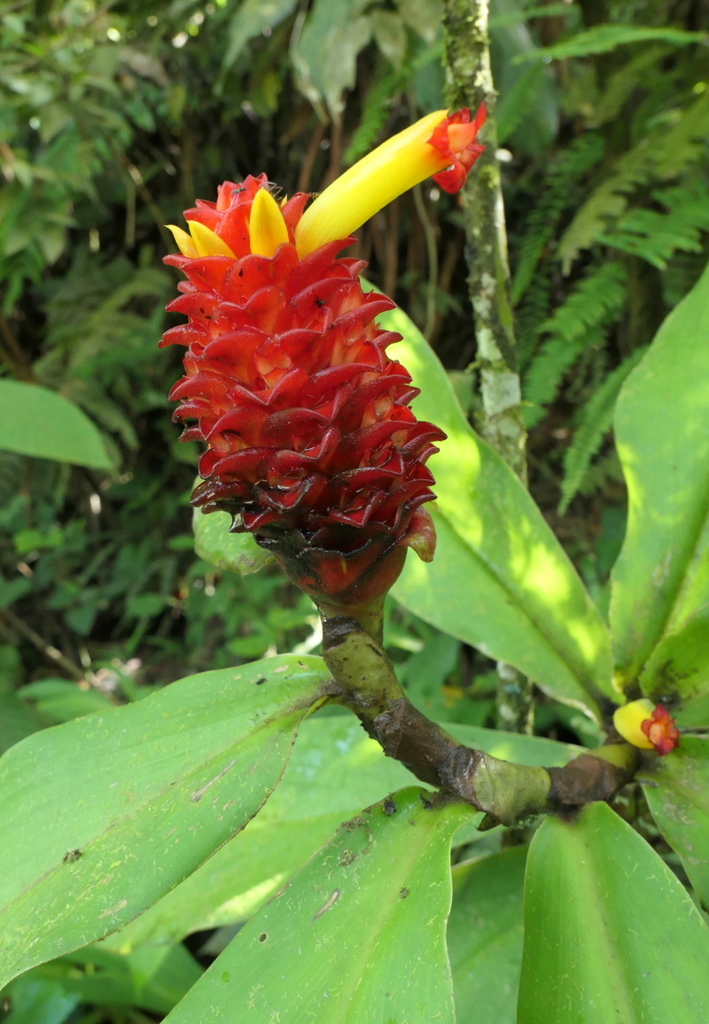 Costus productus (COSTACEAE do Alto Juruá) · iNaturalist