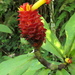 Costus productus - Photo (c) Dave Skinner, some rights reserved (CC BY-NC), uploaded by Dave Skinner