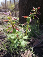 Corydalis solida