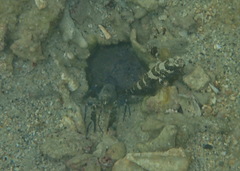 Cryptocentrus maudae