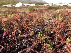 Laurembergia repens