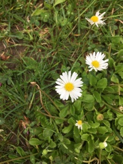 Bellis perennis