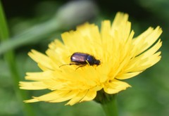 Chasmatopterus