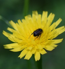 Chasmatopterus