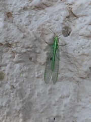 Chrysoperla comanche