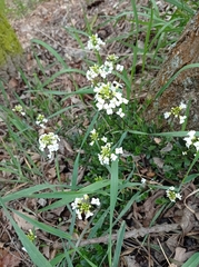 Arabis procurrens