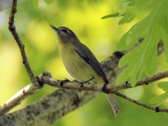 Vireo philadelphicus