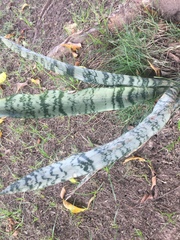 Sansevieria