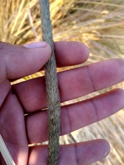 Muhlenbergia macroura